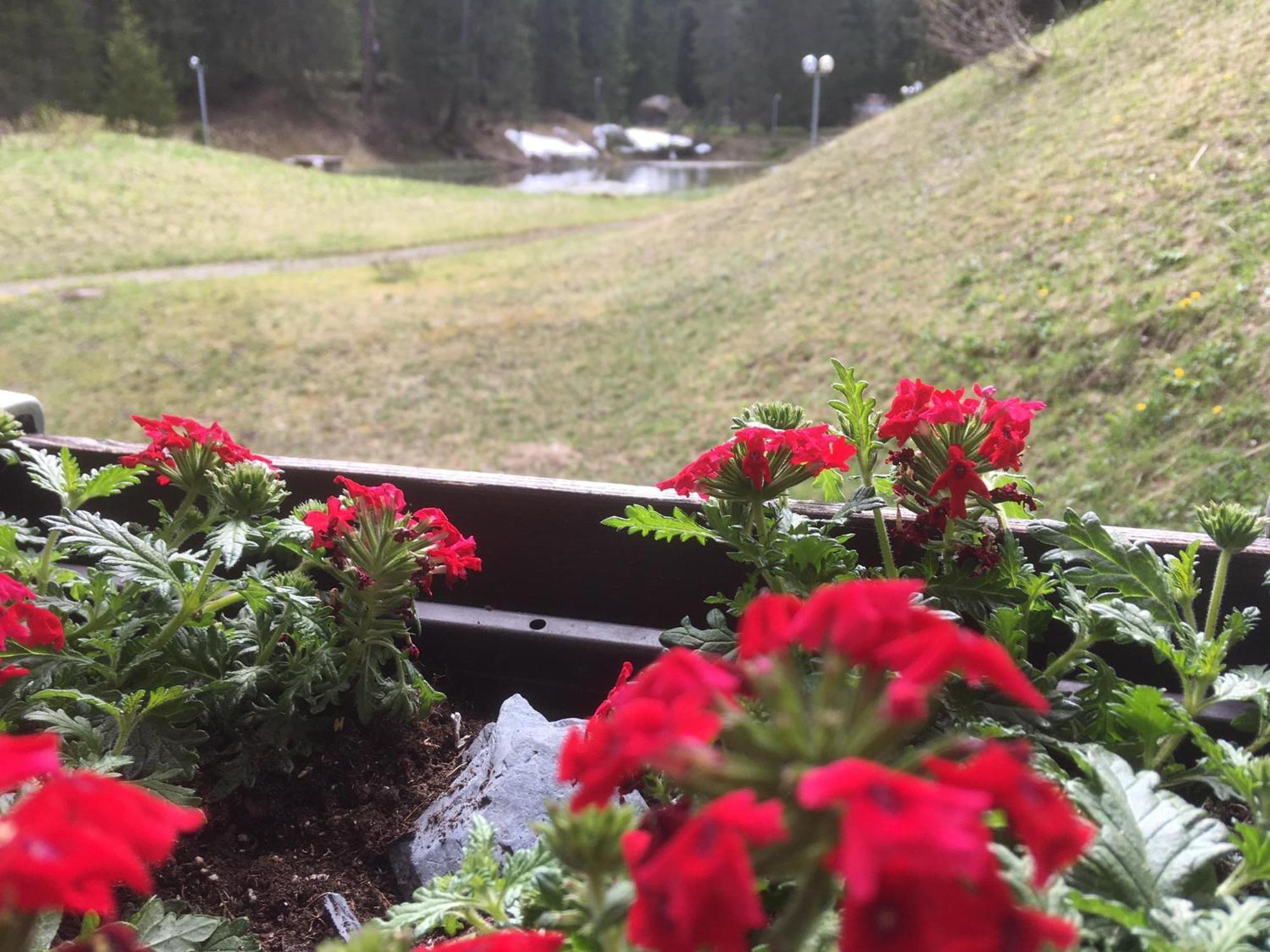Rothornblick Apartment Arosa Bagian luar foto
